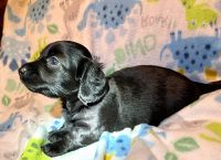 Dachshund Puppies for sale in Catlett, VA 20119, USA. price: NA