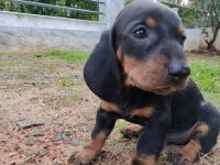 Dachshund Puppies for sale in Kozhikode, Kerala, India. price: 6000 INR
