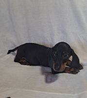 Dachshund Puppies for sale in Fort Worth, TX 76119, USA. price: NA