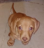Dachshund Puppies for sale in Pahrump, NV, USA. price: NA