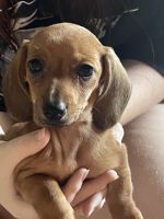 Dachshund Puppies for sale in 11391 W Park Rd, Tucson, AZ 85735, USA. price: NA