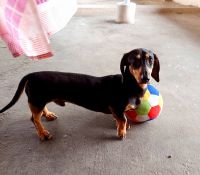 Dachshund Puppies for sale in Pathanamthitta, Kerala, India. price: 4500 INR
