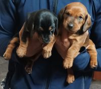 Dachshund Puppies for sale in Chandra Layout, Attiguppe, Bengaluru, Karnataka, India. price: 8000 INR