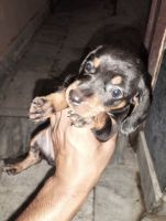 Dachshund Puppies for sale in Amritsar Cantonment, Amritsar, Punjab 143001, India. price: 5000 INR