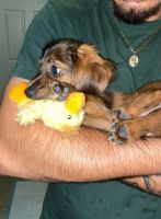 Dachshund Puppies for sale in 3250 Sweetwater Rd NW, Lawrenceville, GA 30044, USA. price: NA