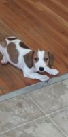 Dachshund Puppies for sale in Bakersfield, CA, USA. price: NA