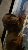 Dachshund Puppies for sale in Colorado Springs, CO, USA. price: NA
