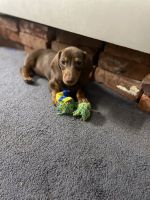 Dachshund Puppies for sale in Columbia, SC, USA. price: NA