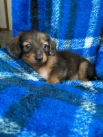 Dachshund Puppies for sale in Cleveland, OH, USA. price: NA