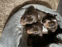 Dachshund Puppies for sale in Flint, MI, USA. price: NA