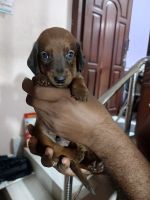 Dachshund Puppies for sale in T. Nagar, Chennai, Tamil Nadu, India. price: NA