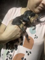 Dachshund Puppies for sale in Kottayam, Kerala, India. price: 8000 INR