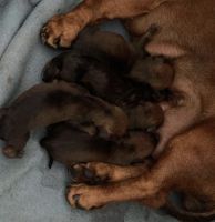Dachshund Puppies for sale in Sithalapakkam, Chennai, Tamil Nadu, India. price: 7000 INR