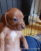 Dachshund Puppies for sale in Vernonia, OR 97064, USA. price: NA