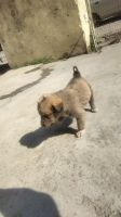 Dachshund Puppies for sale in Haldwani, Uttarakhand 263139, India. price: 200 INR