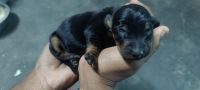 Dachshund Puppies for sale in Coimbatore, Tamil Nadu, India. price: 5000 INR