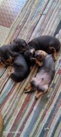 Dachshund Puppies for sale in Bengaluru, Karnataka, India. price: 9000 INR