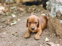 Dachshund Puppies for sale in Parakode, Kerala 691554, India. price: 5000 INR