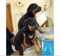 Dachshund Puppies for sale in Kayamkulam, Kerala, India. price: 5000 INR