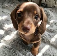 Dachshund Puppies for sale in Colorado Springs, CO, USA. price: $800