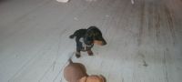Dachshund Puppies for sale in Auburn, NE 68305, USA. price: $500