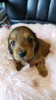 Dachshund Puppies for sale in Youngsville, LA, USA. price: $1,350