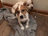 Dachshund Puppies for sale in LAKE TAPWINGO, MO 64015, USA. price: NA