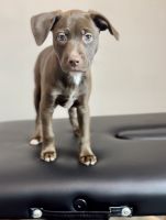 Dachshund Puppies for sale in Gilbert, AZ, USA. price: $250