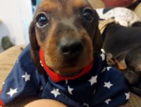 Dachshund Puppies for sale in Phoenix, AZ, USA. price: $850