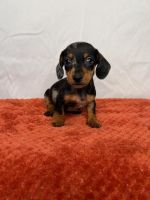 Dachshund Puppies for sale in Fontana, CA 92336, USA. price: $700