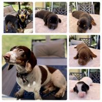 Dachshund Puppies for sale in Lake Elsinore, CA 92532, USA. price: $10,001,700