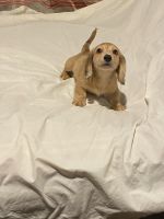 Dachshund Puppies for sale in Dayton, OH, USA. price: $1,500