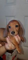 Dachshund Puppies for sale in Sacramento, CA 95824, USA. price: $800