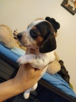 Dachshund Puppies for sale in Chandler, AZ, USA. price: $600