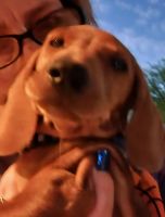 Dachshund Puppies for sale in Anthem, Phoenix, AZ, USA. price: $1,200
