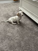 Dachshund Puppies for sale in Goodyear, AZ 85338, USA. price: $1,200