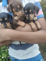 Dachshund Puppies for sale in Ranbirpura, Punjab 147001, India. price: 5,000 INR