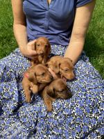 Dachshund Puppies for sale in Glenwood Springs, CO 81601, USA. price: $2,000