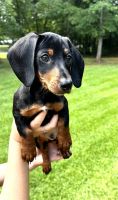 Dachshund Puppies for sale in Lincolnton, NC 28092, USA. price: $1,000
