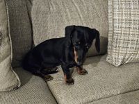 Dachshund Puppies for sale in Surprise, AZ, USA. price: $2,000