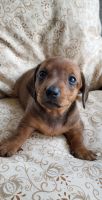 Dachshund Puppies for sale in Forest, OH 45843, USA. price: $900