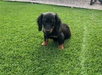 Dachshund Puppies for sale in Albuquerque, NM, USA. price: $1,000