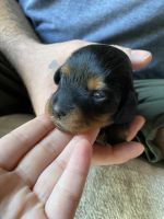 Dachshund Puppies for sale in North Las Vegas, NV 89081, USA. price: $1,500