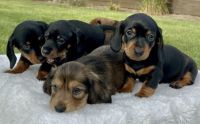 Dachshund Puppies for sale in West Jordan, UT, USA. price: $1,500