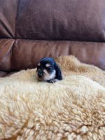 Dachshund Puppies for sale in Beulah, CO 81023, USA. price: $2,200