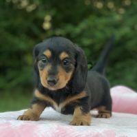 Dachshund Puppies for sale in Marianna, FL, USA. price: $1,200
