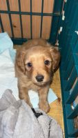 Dachshund Puppies for sale in Richfield Springs, NY 13439, USA. price: NA