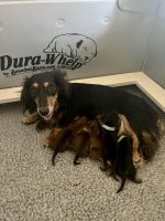 Dachshund Puppies for sale in Phelan, CA 92329, USA. price: $2,750