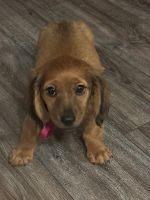 Dachshund Puppies for sale in Watertown, NY 13601, USA. price: $4,000