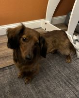 Dachshund Puppies for sale in Albert Lea, MN 56007, USA. price: $500